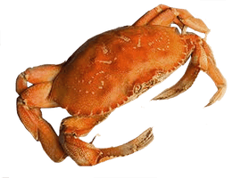 Crab Png Picture