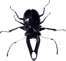 Bugs Free Download PNG HD