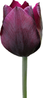 Tulip Free Download - Free PNG