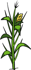 Clipart Png Download Free Clip Art - Transparent Corn Plant Png