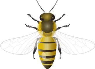 201109 Honey Bee - Honey Bee Png File