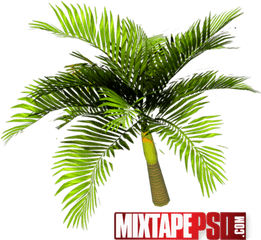 Download Palm Tree Top View Psd - Palm Trees Full Roystonea Png