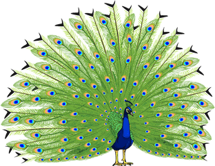 Download Proud As A Peacock - Transparent Background Peacock Images Png