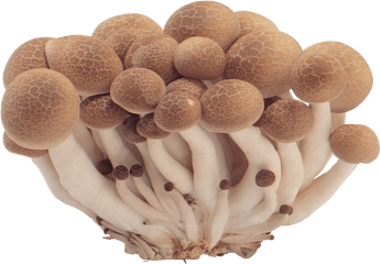 Png Images Free Mushroom Pictu - Png Mushroom