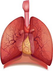 Lung Clipart Png 2 Image - Does Asthma Look Like