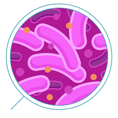 Hd Bacteria Transparent Background - Transparent Background Bacteria Png