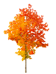 Autumn Leaves Png Clipart Mart - Autumn Tree Png