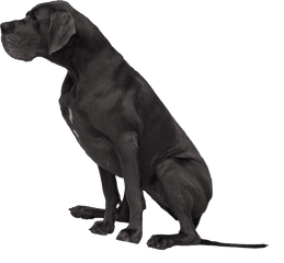 Download Black Great Dane Png Image - Great Dane Transparent Background