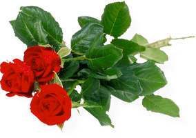 Rose Bunch Transparent Background - Free PNG