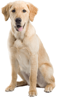 Dog Png Image