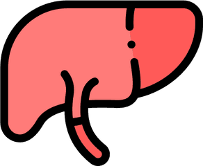 Liver Free Vector Icons Designed By Freepik Icon - Big Png