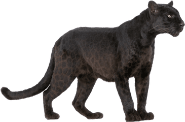 Panther Png Transparent Image Mart - Black Panther Animal Print