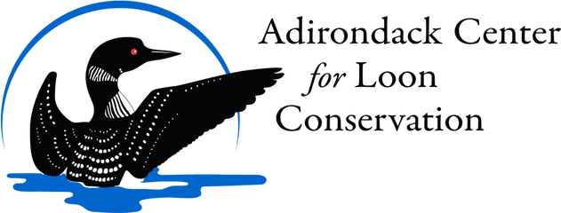 Adirondack Center For Loon Conservation - Loon Illustration Png