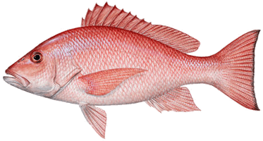 Fish Png 12