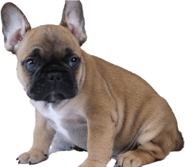 French Bulldog Puppy Transparent - French Bulldog Puppy Png