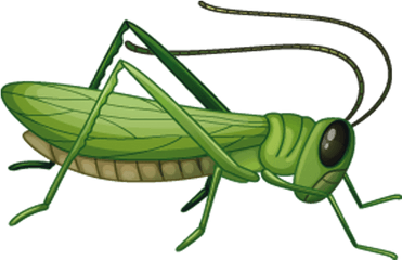 Png Image Collection Free Download - Grasshopper Clipart Png