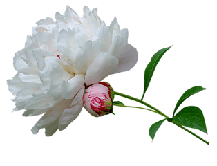 Download Peony Transparent Hq Png Image - Animated Gif Gif Precious Life