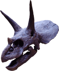 Triceratops2 - Alice In Chains Devil Put Dinosaurs Here Png