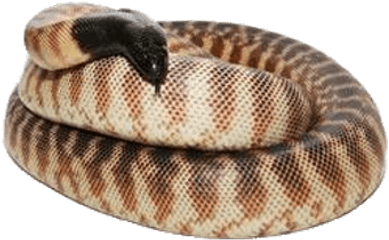 Black Headed Python Transparent Png - Stickpng Python