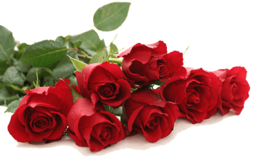 Red Rose Png Free Download - Red Rose Good Morning