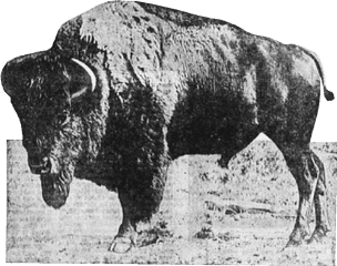 1932 - American Bison Png