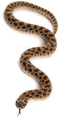 Snake Transparent Images - Animal Snake Png