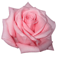 Pink Rose Image - Free PNG