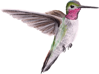 Ruby - Hummingbirds Png