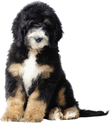 Bernese Mountain Dog Poodle Bernedoodle Puppy Goldendoodle - Puppy Bernese Mountain Poodle Png