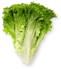 Leaf Lettuce - Superfood Png