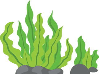 Sea Weeds Clipart Png - Transparent Seaweed Cartoon Png