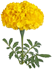 Hd Marigold Yellow Flowers Png Image - Marigold Flower Png Hd