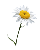 Camomile Png Image