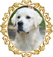 Adult Goldens - Icewind Goldens Golden Retriever Png