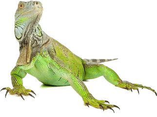 Iguana Png Image - Iguana Png