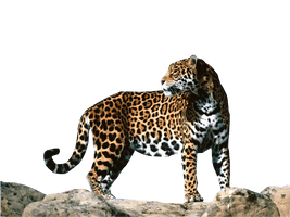 Jaguar Png Clipart