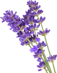 Essential Oils And Organic Aromatherapy - Transparent Background Lavender Png