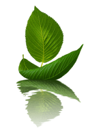 Plant Mubarak Wish Tree Stem Eid Year - Free PNG