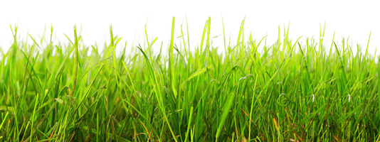 Vector Photos Grass Natural Free Download Image - Free PNG