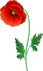 Download Free Png Poppy Flower Clipart Image Gallery - Flowering Plant