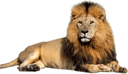 Lion Png Download Transparent