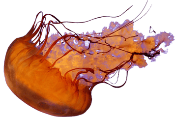 Jellyfish Png - Jellyfish Transparent Background