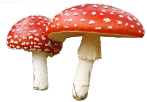 Amanita Muscaria Transparent - Free PNG