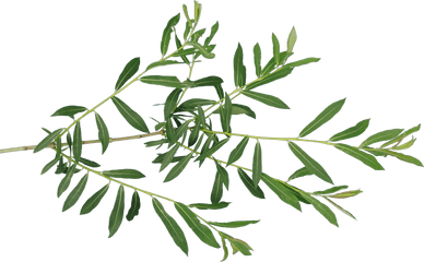 Download Transparent Fern Leaf Png - Leaves Texture Vetches