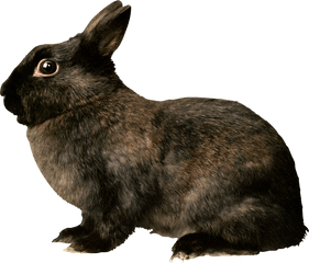 Rabbit Png Clipart Transparent