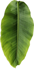 Download Basjoo Musa Leaf Banana Leaves Free Transparent - Banana Palm Leaf Png