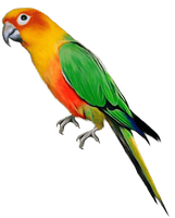 Parrot Png Images Download