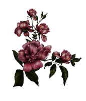 Gothic Rose Transparent Background - Free PNG