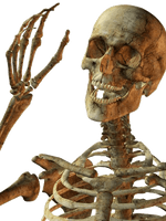 Skeleton Png Image