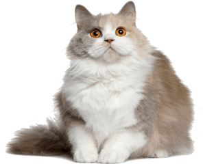 Cat Transparent Png 3 Image - Cat Png File